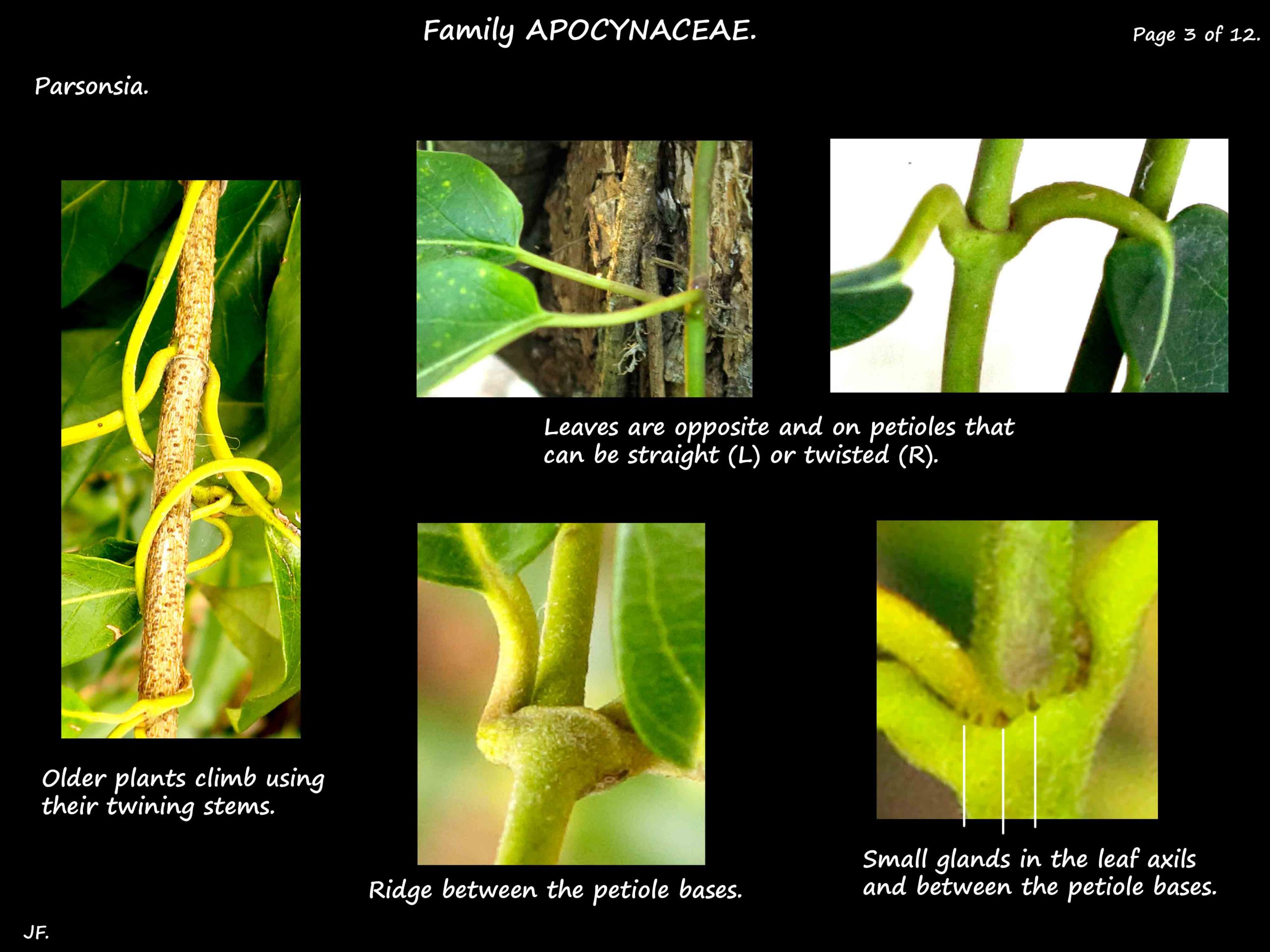 3 The petioles & axillary glands in Parsonsia